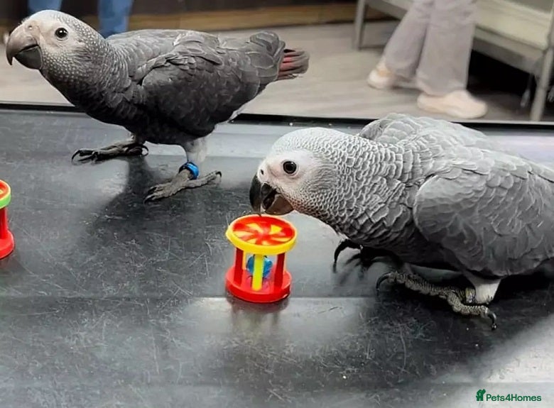 Parrots birds Young tamed and talking African Grey parrots - Advert 7