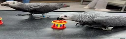 Parrots birds for sale: Young tamed and talking African Grey parrots - Advert 1