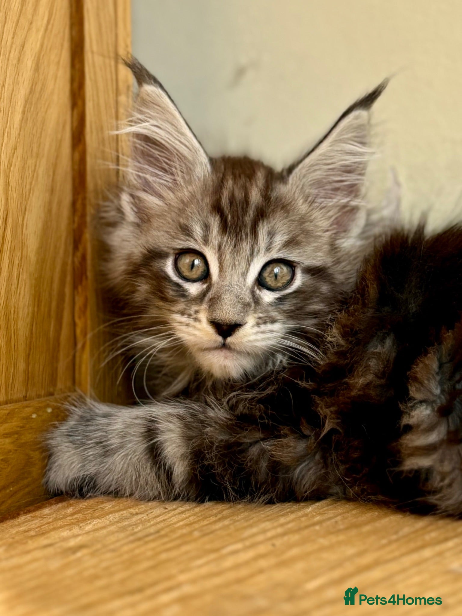 Maine Coon cats Beautiful Maine Coon kittens - Advert 2