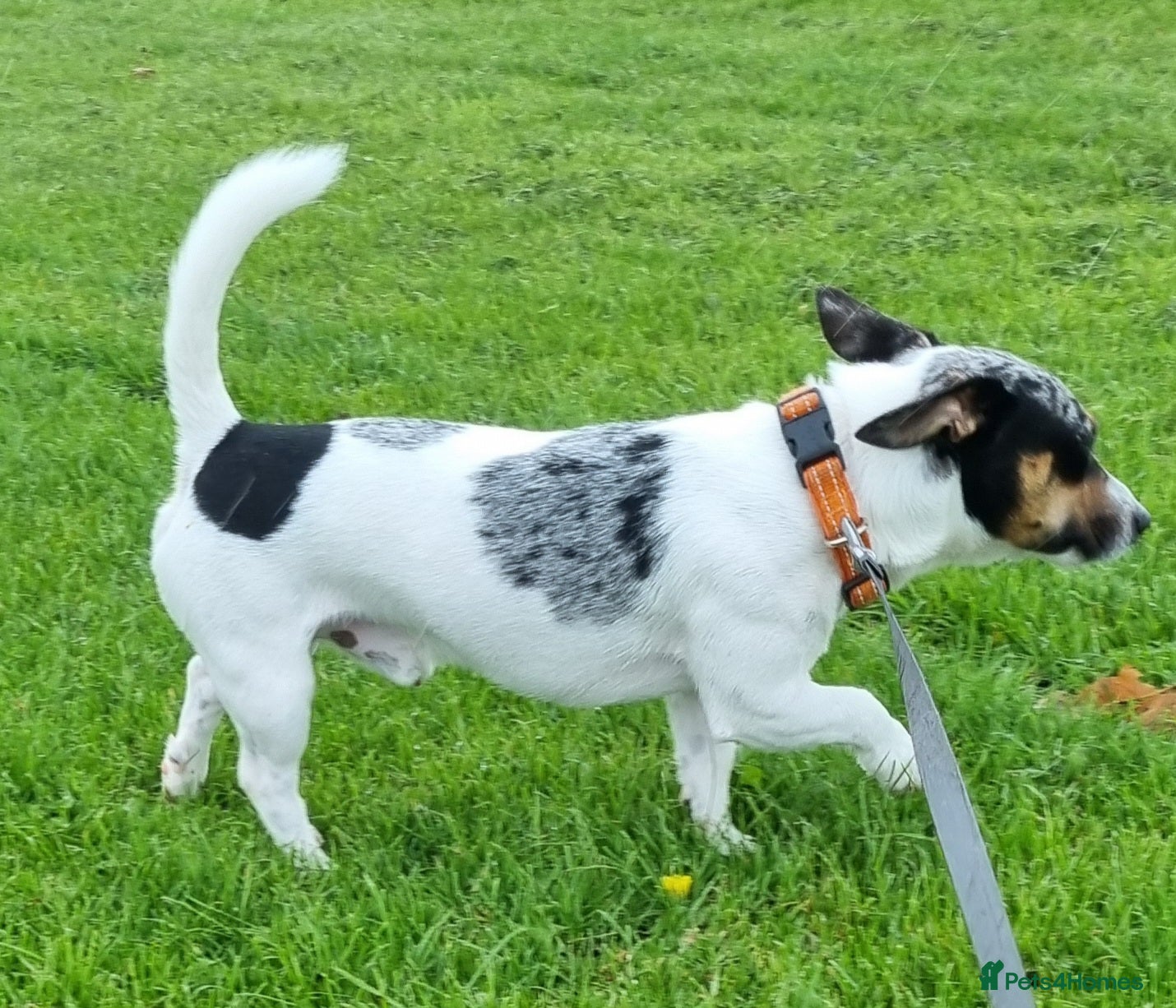 Jack Russell dogs Merle Jack russel Stud in Blyth - Advert 1