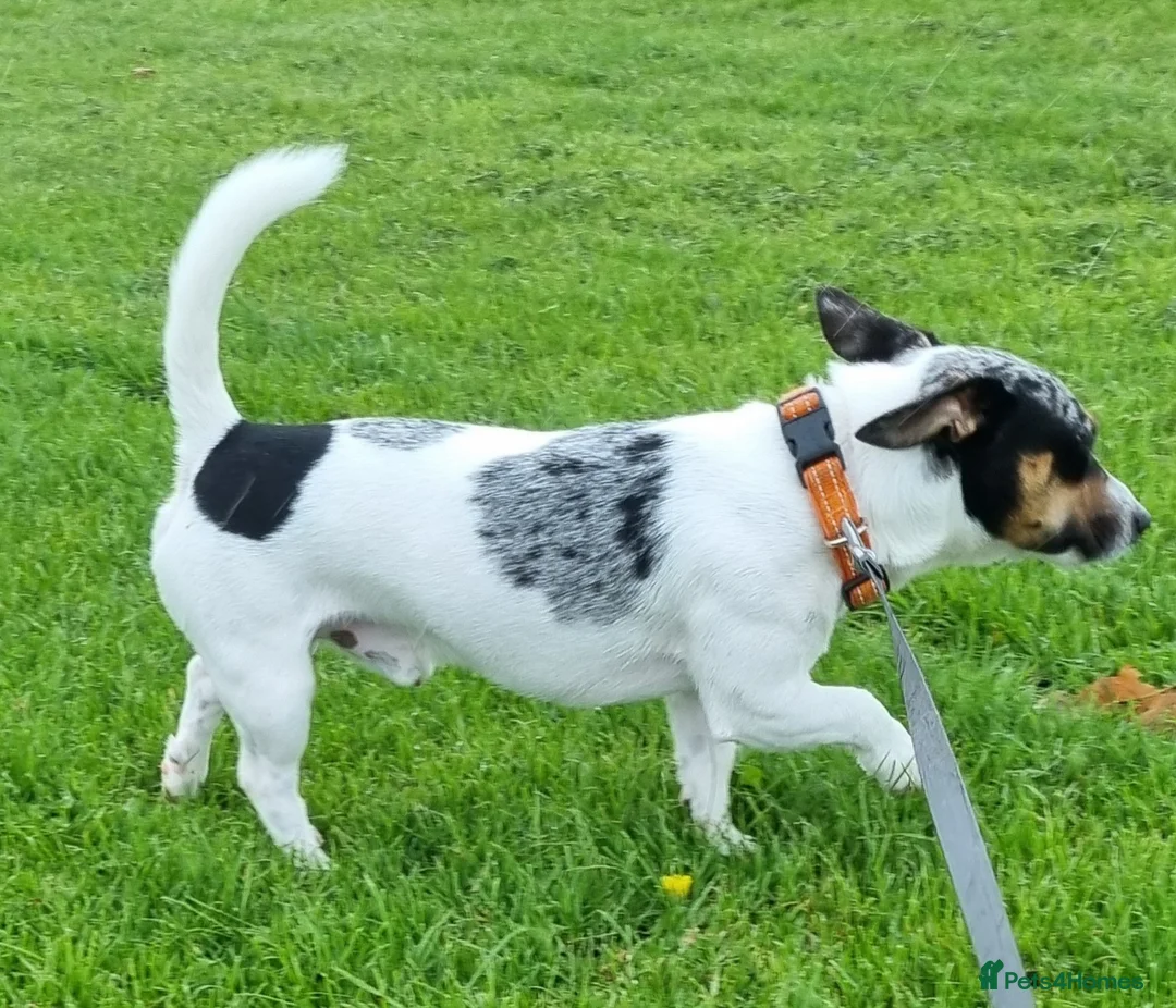 Jack Russell dogs for stud: Merle Jack russel Stud - Advert 1
