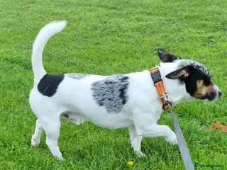 Jack Russell dogs Merle Jack russel Stud in Blyth - Advert 1