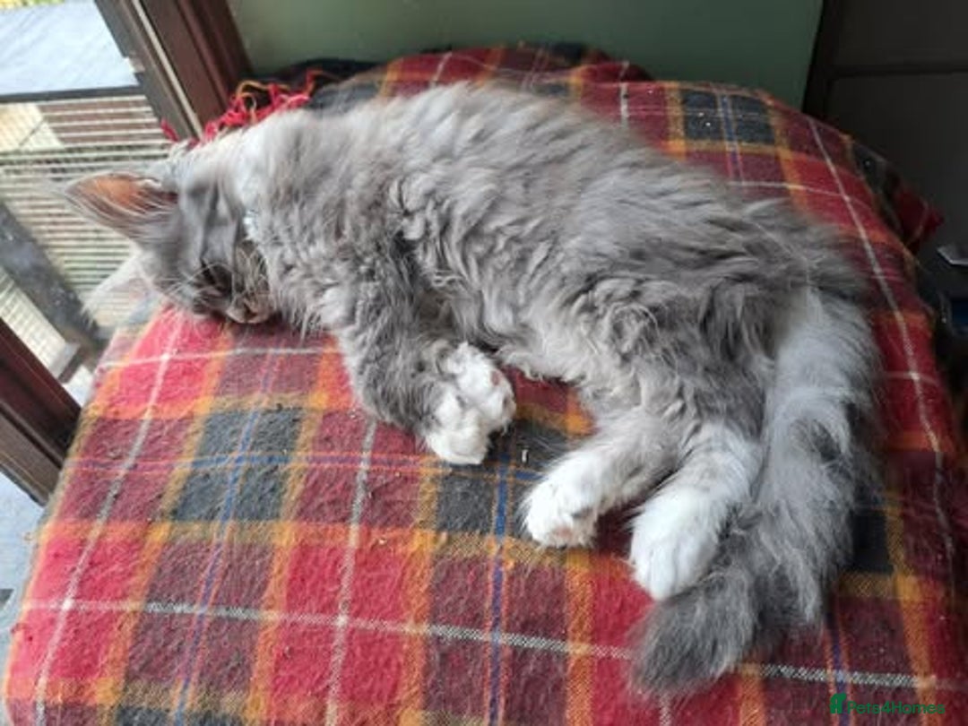 Maine Coon cats for sale: Maine Coon Kittens - Image 12