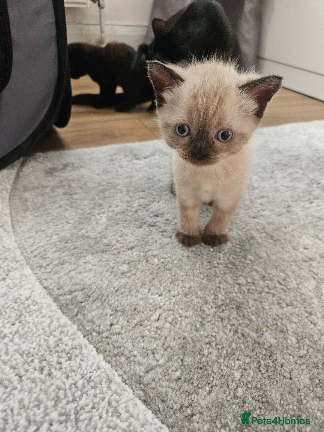 British Shorthair cats for sale: 5 Beautiful Short British haired Kittens  - Image 15