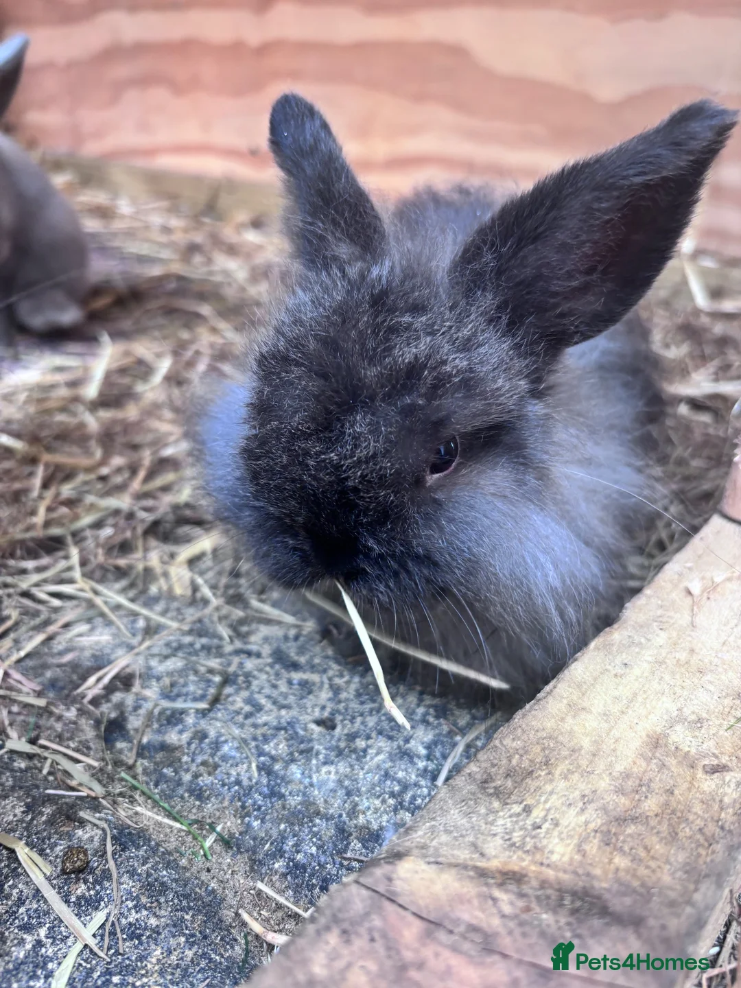 Mini Lop rabbits for sale: 2 male mini lop rabbits  in Dingwall - Advert 2
