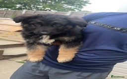 German Shepherd dogs for sale: German shepherd pups ready to go now ! in Gravesend - Image 2