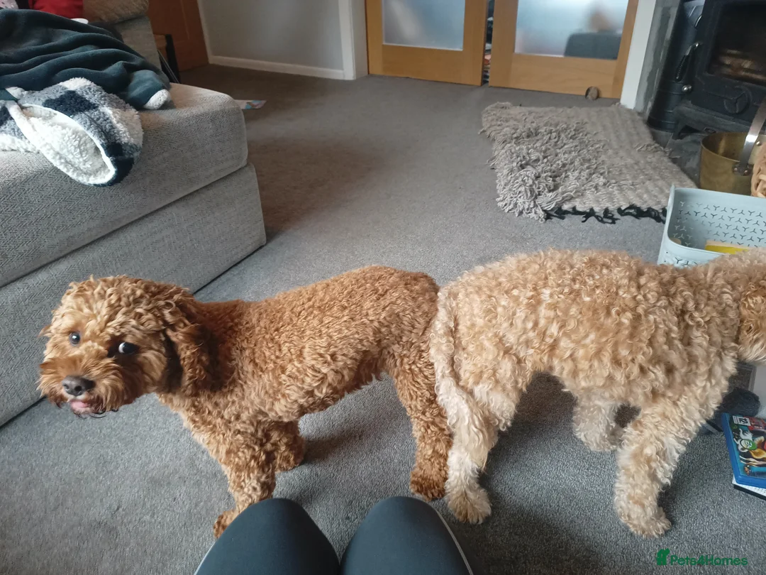 Cavapoo dogs for stud: Proven Cavapoo Stud - Not for sale.  - Advert 2