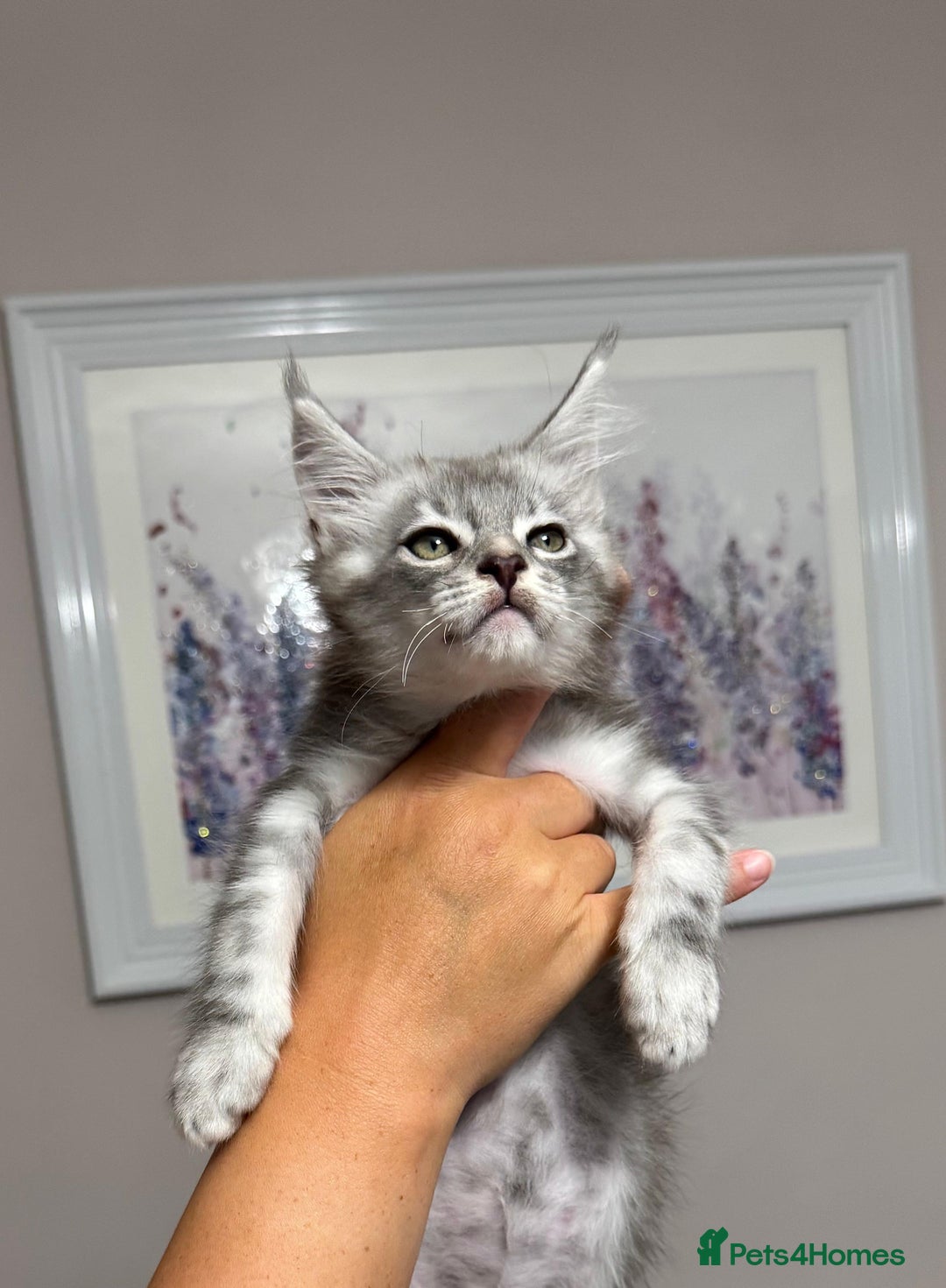 Maine Coon cats for sale: XXL Russian bloodline Maine Coon Kittens 20+Gen!🏆 - Image 34