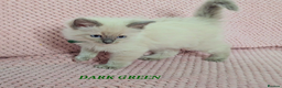 Ragdoll cats for sale: Ragdoll girl chocolate point & blue point - Advert 13