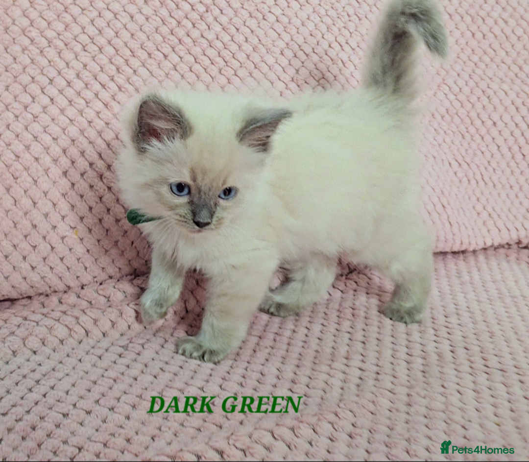 Ragdoll cats for sale: Ragdoll girl chocolate point & blue point - Advert 13