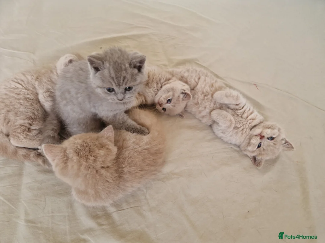 British Shorthair cats for sale: British Shorthair Kittens  - Advert 2
