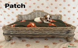 Jack Russell dogs for sale:  JACK RUSSELL PUPPIES READY NOW  - Image 10