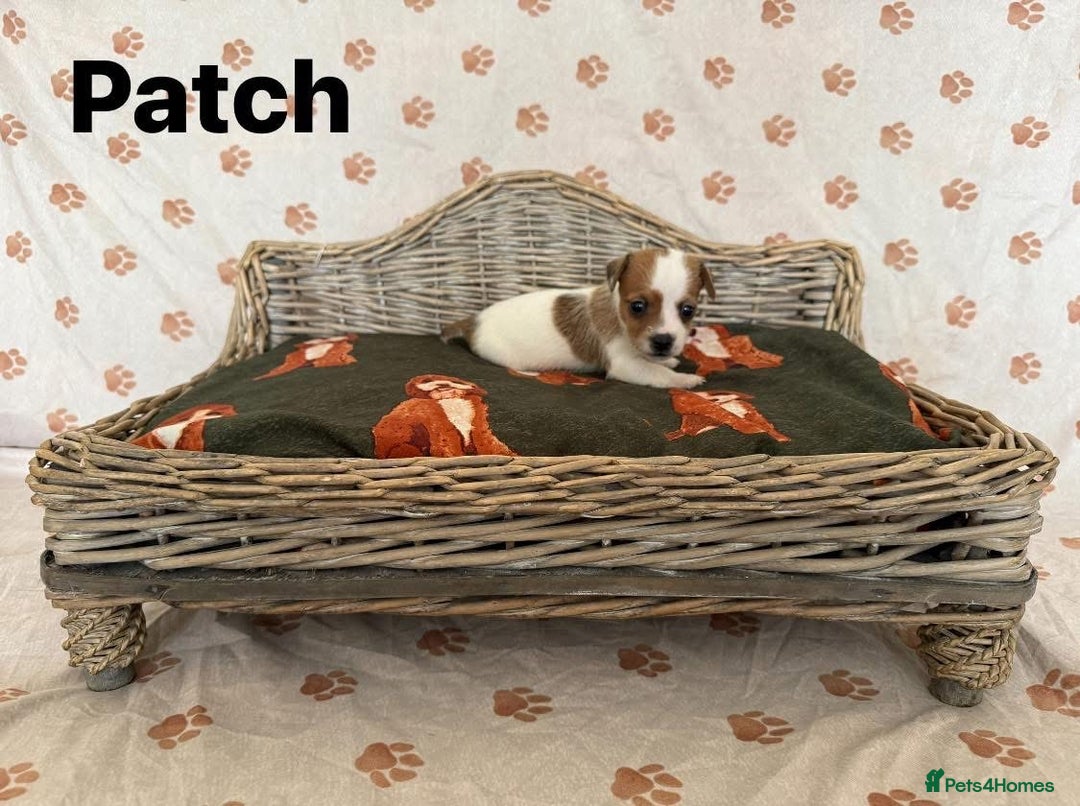 Jack Russell dogs for sale:  JACK RUSSELL PUPPIES READY NOW  - Image 10