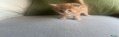 Ginger Boy 1