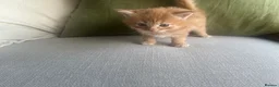Mixed Breed cats for sale: Three (3) ginger kittens for sale - Advert 8