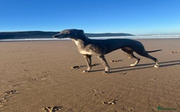 Whippet dogs for sale: Beautiful Blue whippet puppies  - Image 8