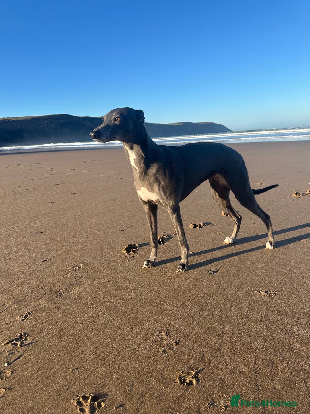 Whippet dogs for sale: Beautiful Blue whippet puppies  - Image 8