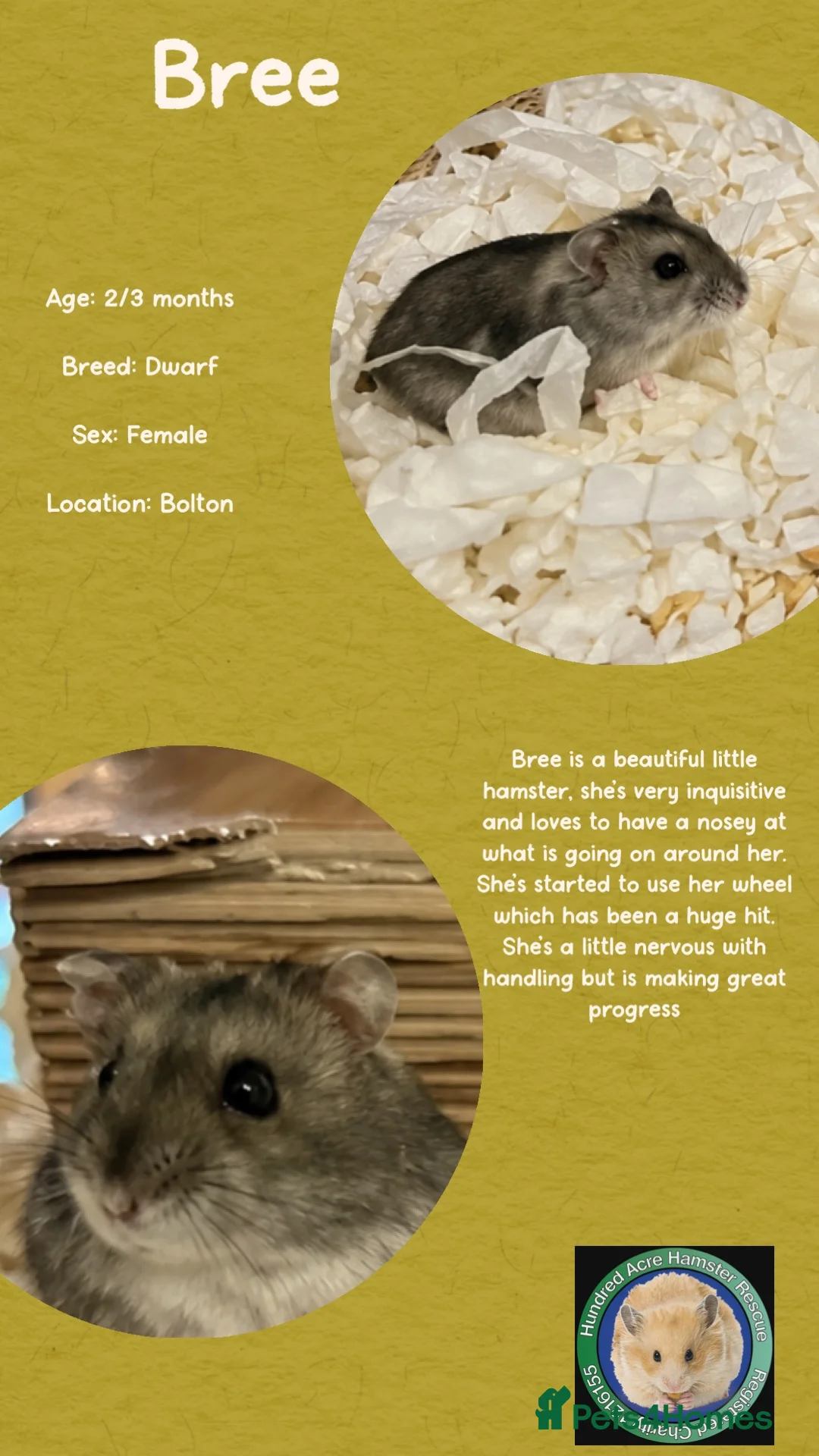 Hamster rodents for sale: Hamsters  - Advert 17