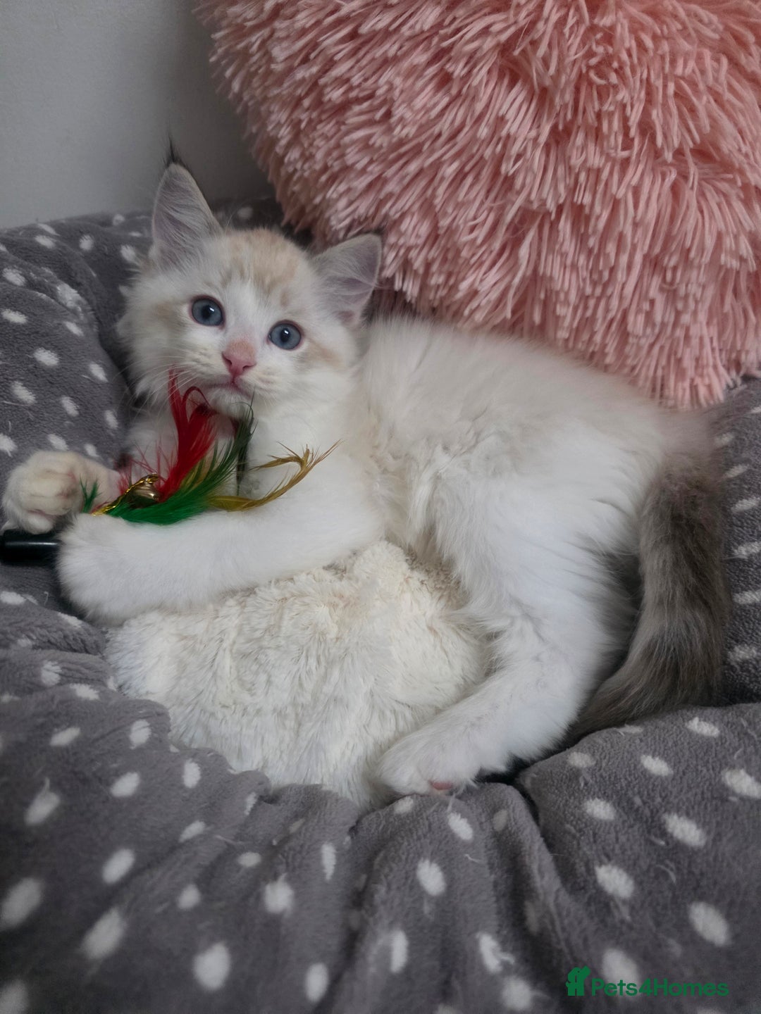 Ragdoll cats for sale: Beautiful GCCF Registered kittens - Advert 11