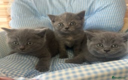 British Shorthair cats for sale: Beautiful cuddly, British short hair kittens  - Image 14