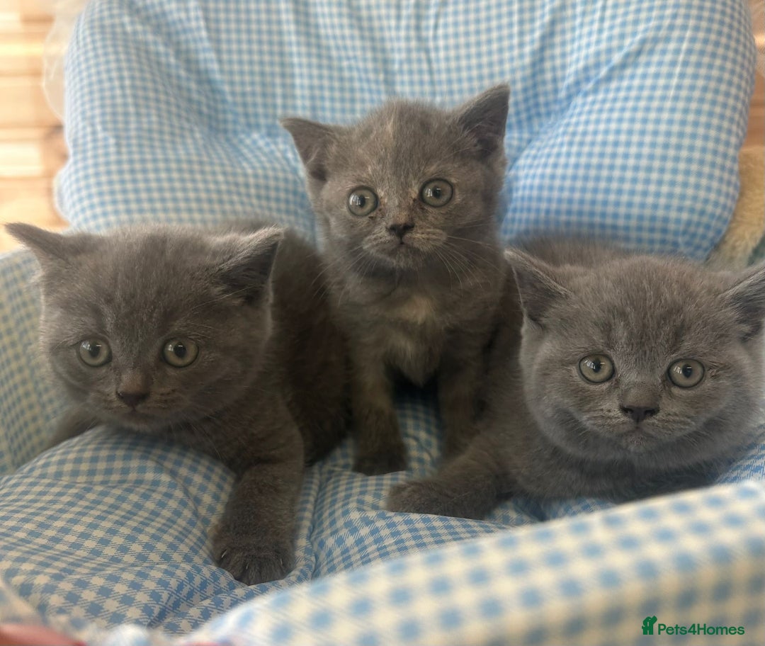 British Shorthair cats for sale: Beautiful cuddly, British short hair kittens  - Image 14