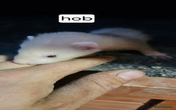 Ferret rodents for sale: Gill and hobs kit for sale  - Image 6