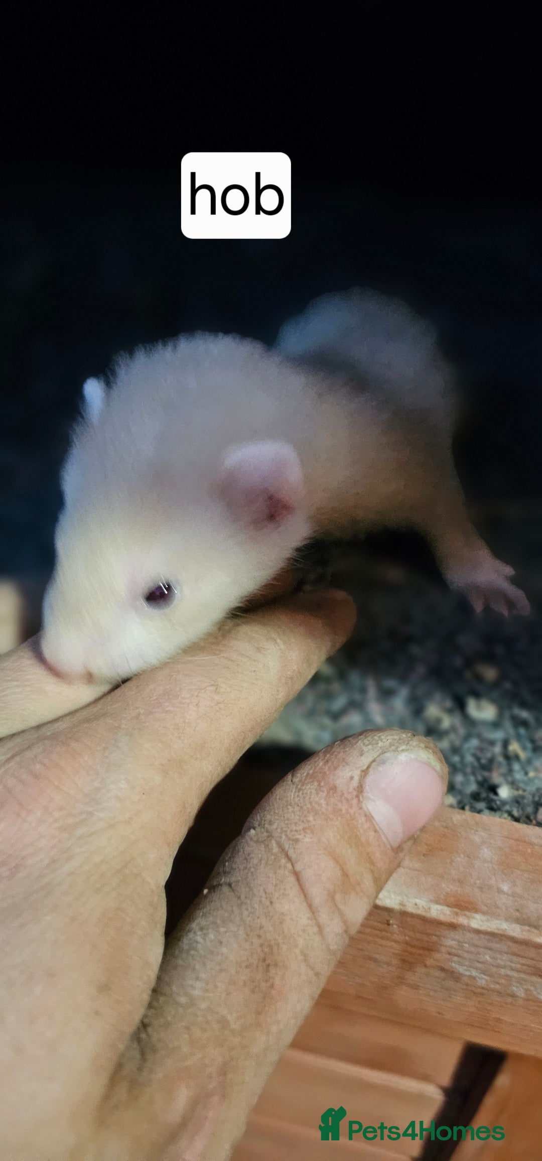 Ferret rodents for sale: Gill and hobs kit for sale  - Image 6