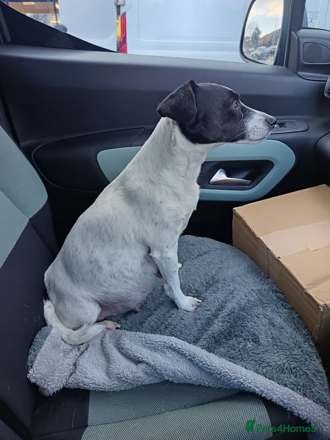 Jack Russell dogs for sale: stunning Jack Russell puppies  - Advert 1