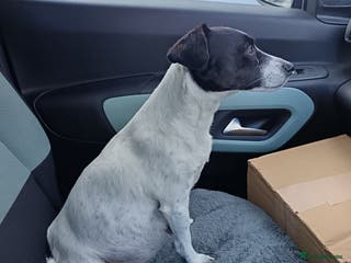 Jack Russell dogs stunning Jack Russell puppies - Advert 2