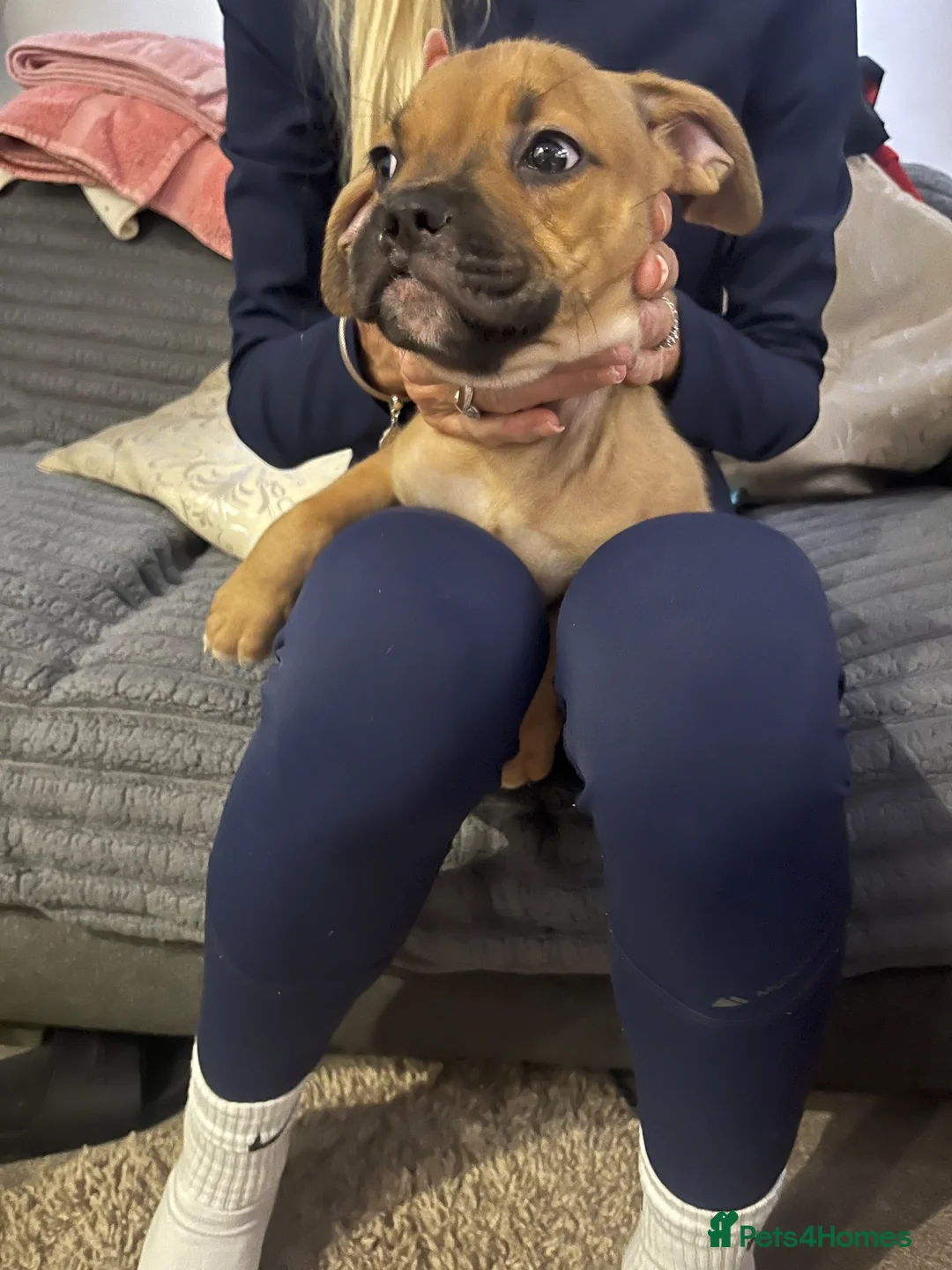Mixed Breed dogs for sale: 10+weeks  in Bradford - Advert 2