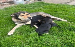 Mixed Breed dogs for sale: Huntaway pups - ready! - Image 7