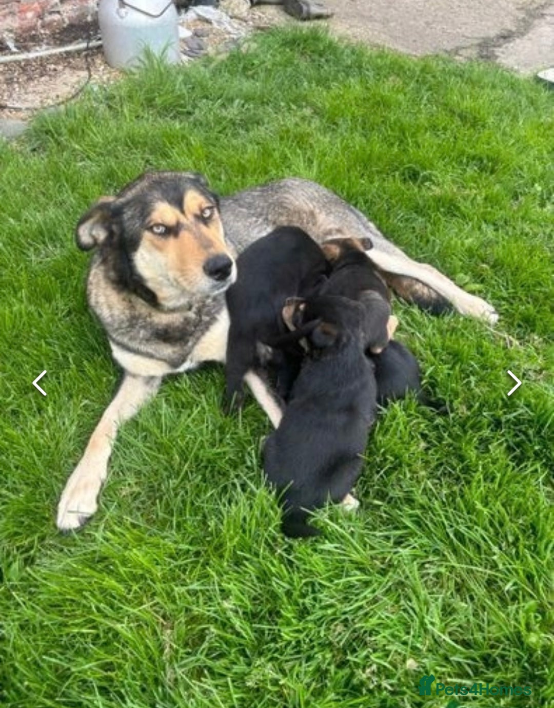 Mixed Breed dogs for sale: Huntaway pups - ready! - Image 7