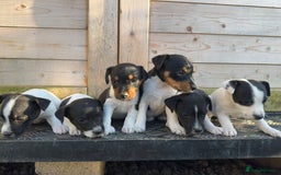 Jack Russell dogs for sale: Stunning litter of Jack Russel’s.  - Image 7