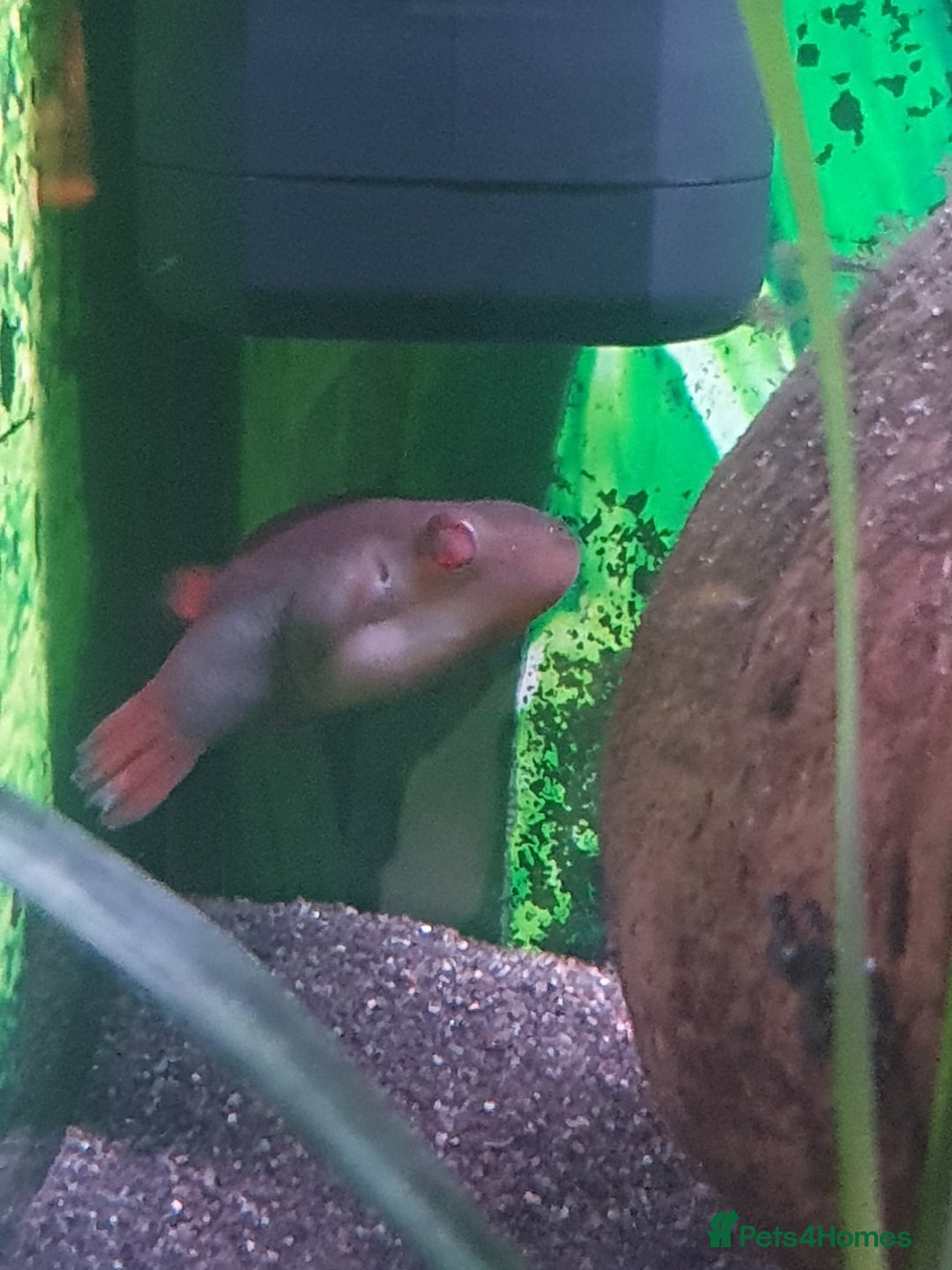 Pufferfish fish for sale: Full set up with red eyed puffers - Image 4