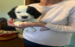 Cocker Spaniel dogs for sale: Working cocker pups - only 2 left - Image 24