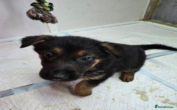 German Shepherd dogs for sale: Chunky German shepherd puppies for sale  - Advert 16