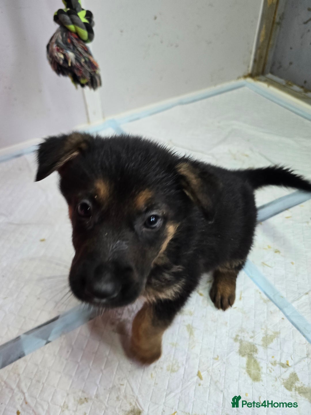 German Shepherd dogs for sale: Chunky German shepherd puppies for sale  - Advert 16