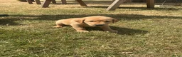 Labrador Retriever dogs for sale: KC registered Labrador puppies - Advert 12