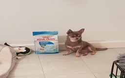 Chihuahua dogs for sale: Beautiful chihuahua pups - Image 21