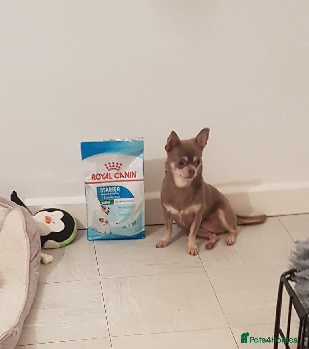 Chihuahua dogs for sale: Beautiful chihuahua pups - Image 21