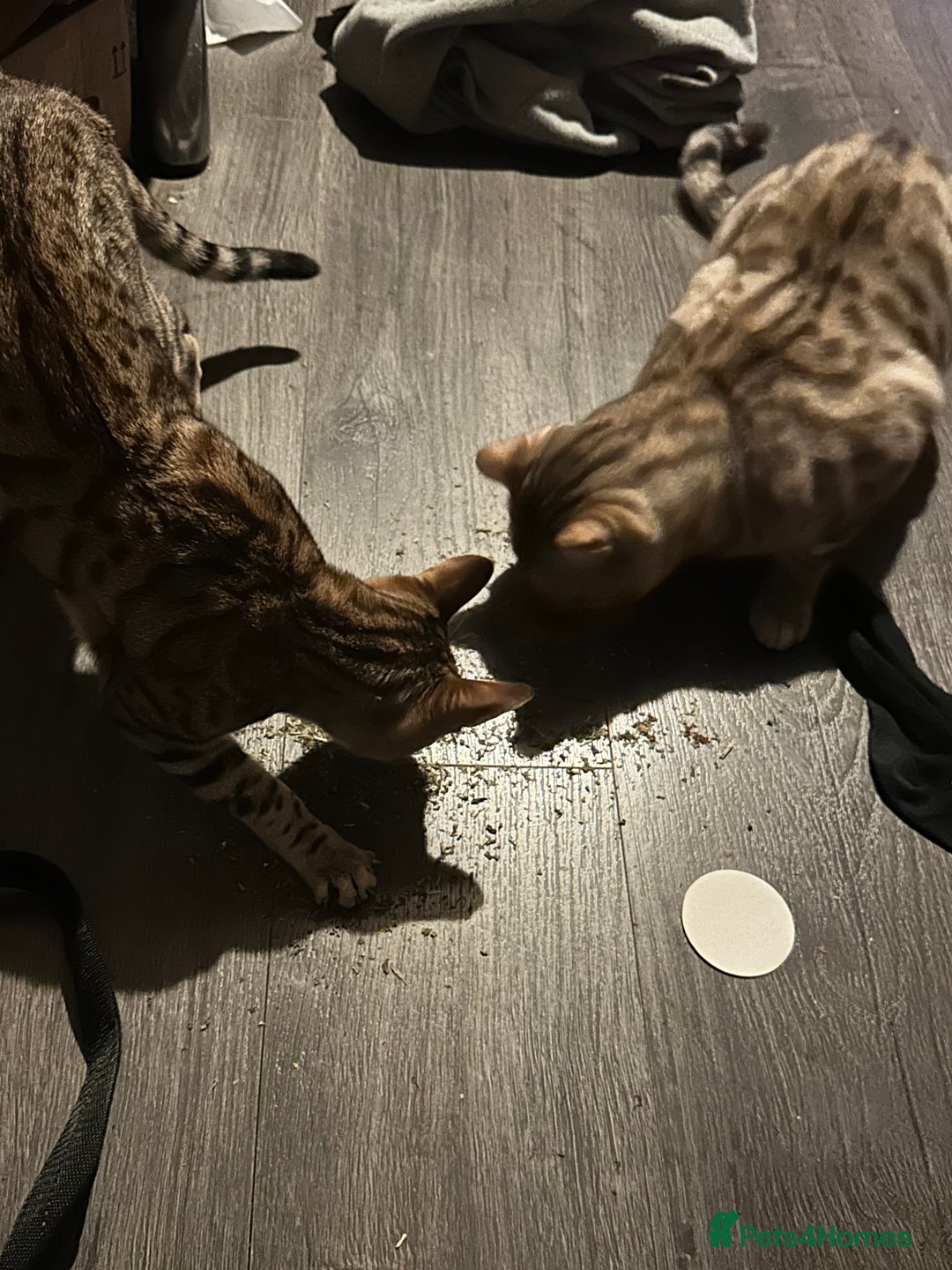 Bengal cats for sale: Snow Mink/Brown Rossette Blue Eyed Bengals - Image 37
