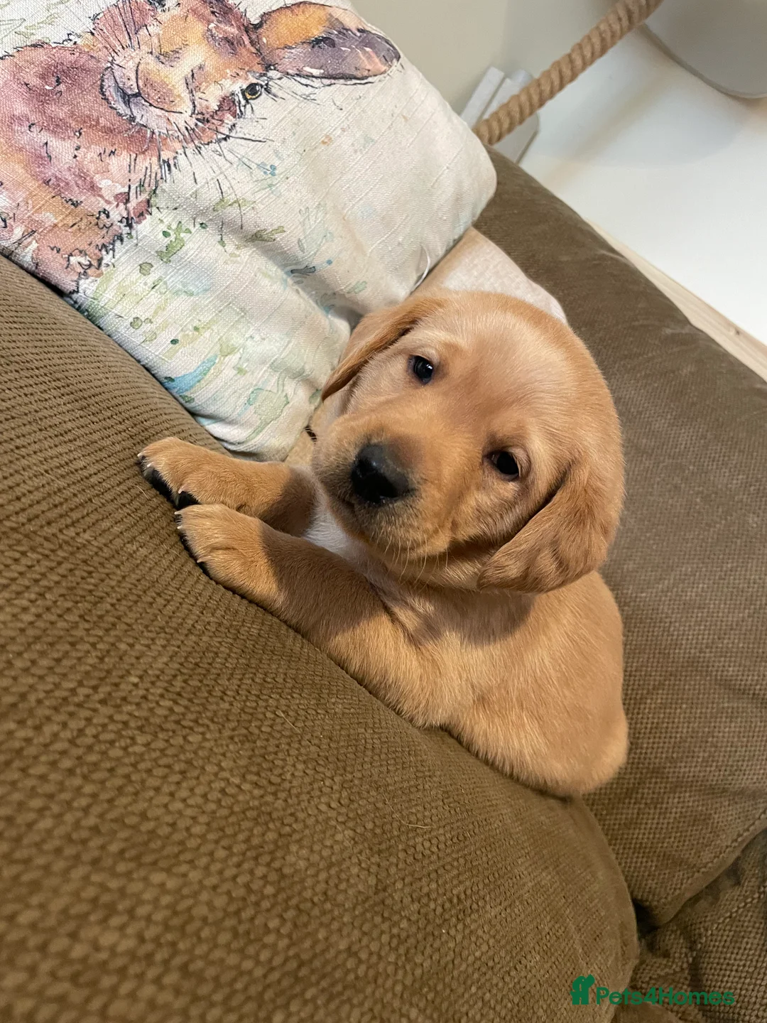 Labrador Retriever dogs for sale: Stunning chunky Labradors  in Boston - Advert 4