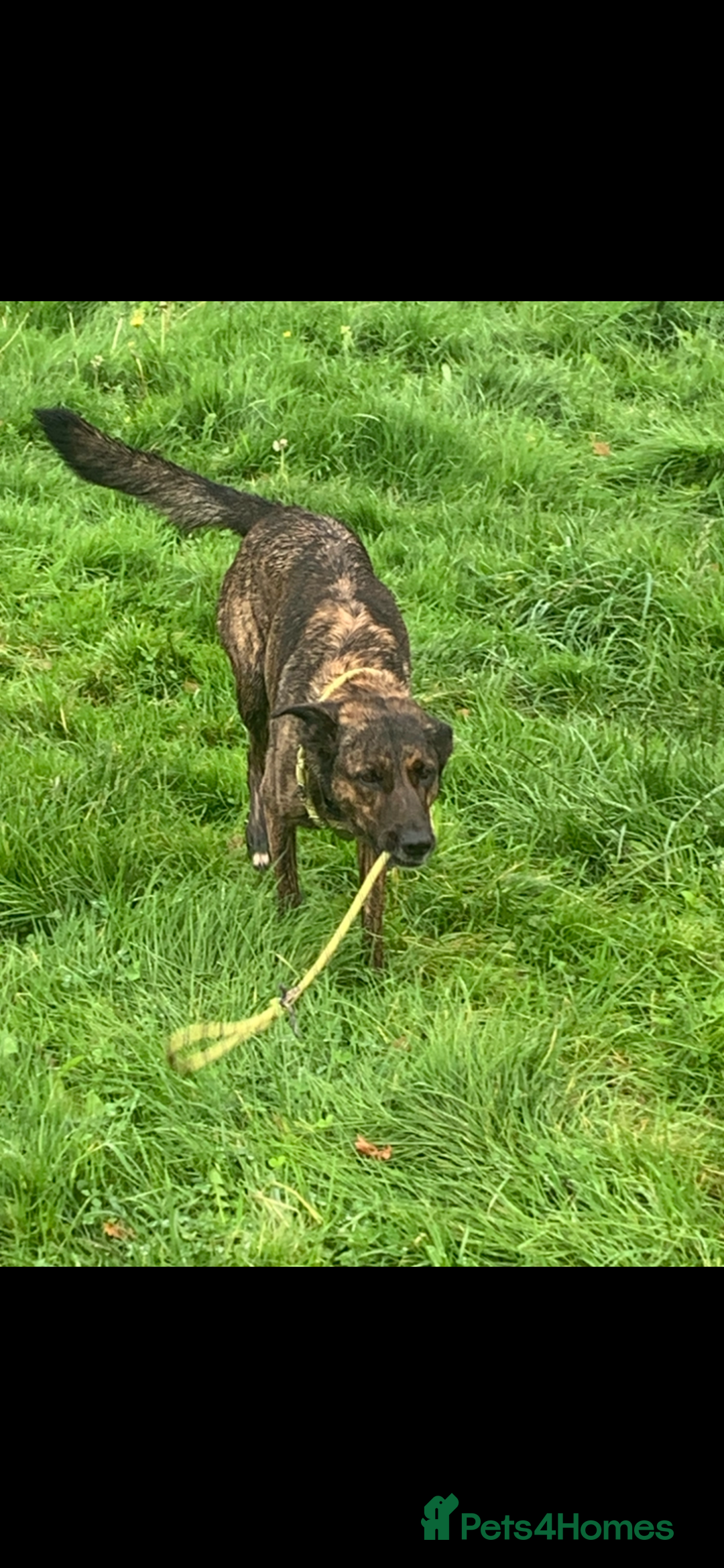 Belgian Shepherd Dog dogs for sale: Belgium Shepard girl needs new home - Image 5