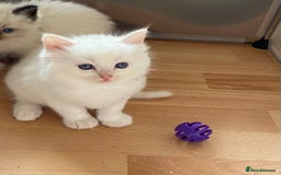 Ragdoll cats for sale: 🐾 GCCF Pedigree ragdolls🐾 - Image 17