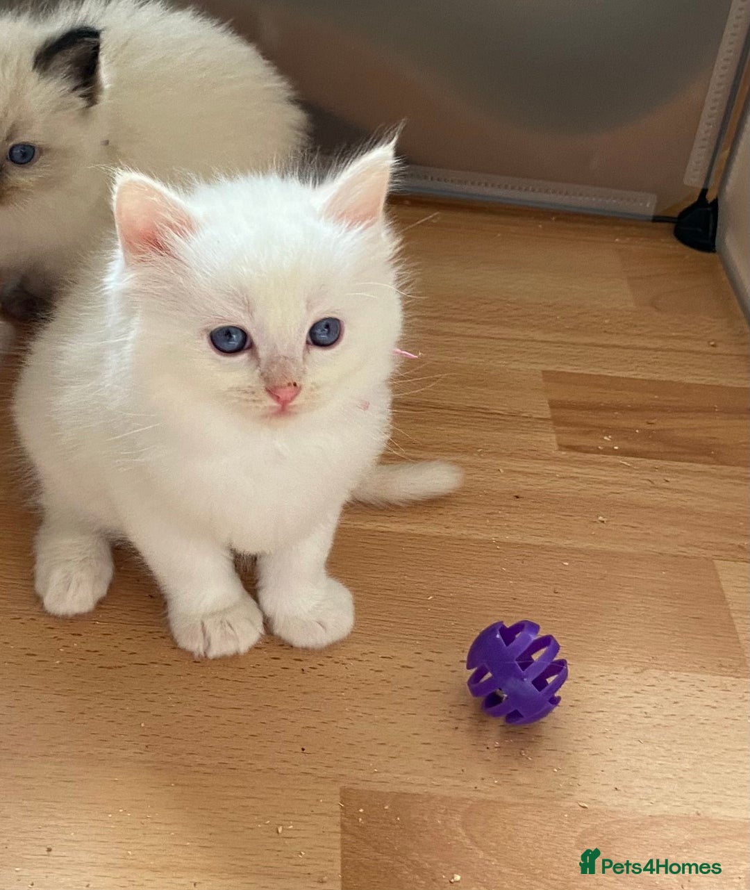 Ragdoll cats for sale: 🐾 GCCF Pedigree ragdolls🐾 - Image 17