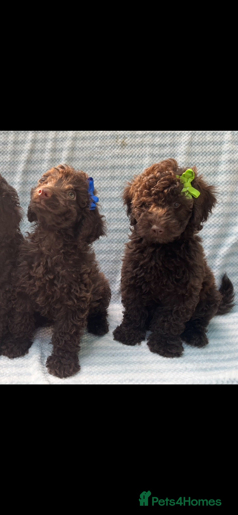 Cockapoo dogs CHOCOLATE COCKAPOOS BOYS PUPPYS PRA CLEAR - Advert 1