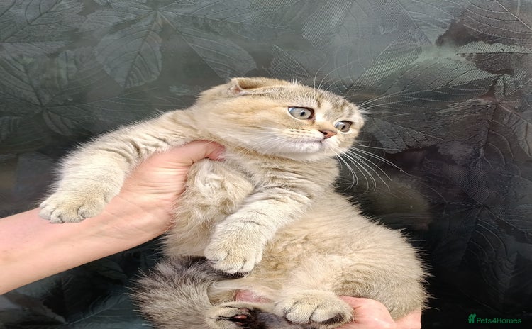 Scottish Fold cats - Advert 5
