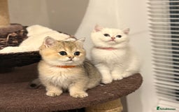 Scottish Fold cats for sale: 😻Pure breed Stunning Scottish straight angels 😻 - Image 17