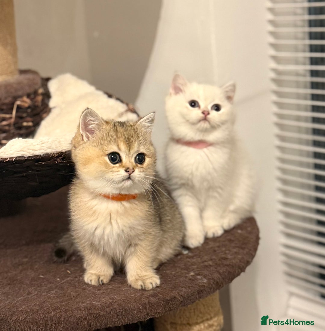 Scottish Fold cats for sale: 😻Pure breed Stunning Scottish straight angels 😻 - Image 17