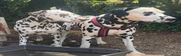 Dalmatian dogs for sale: WAITING LIST NOW OPEN 🐾💫 - Advert 3